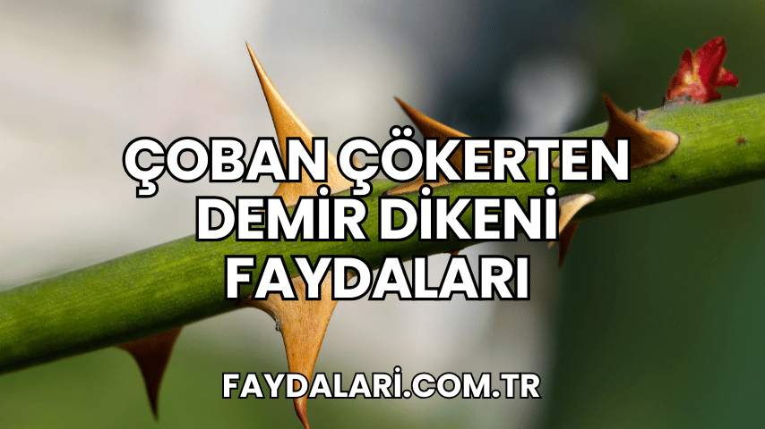 Çoban Çökerten Demir Dikeni Faydaları