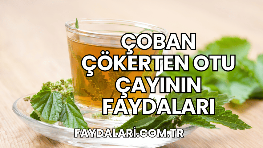 Çoban Çökerten Otu Çayının Faydaları