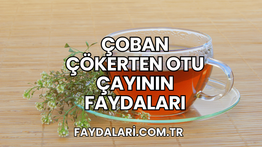 Çoban Çökerten Otu Çayının Faydaları