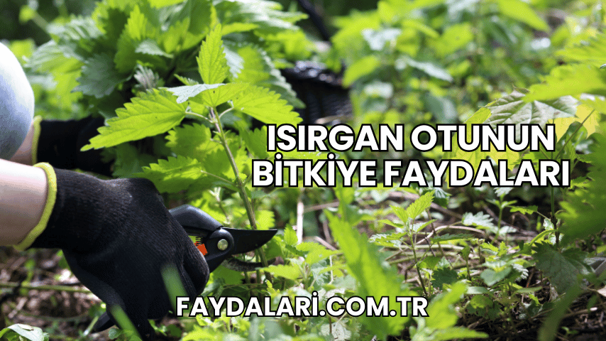 Isırgan Otunun Bitkiye Faydaları