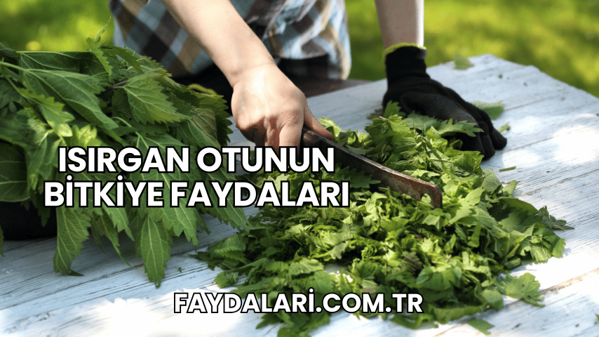 Isırgan Otunun Bitkiye Faydaları