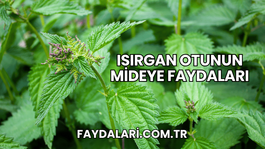 Isırgan Otunun Mideye Faydaları