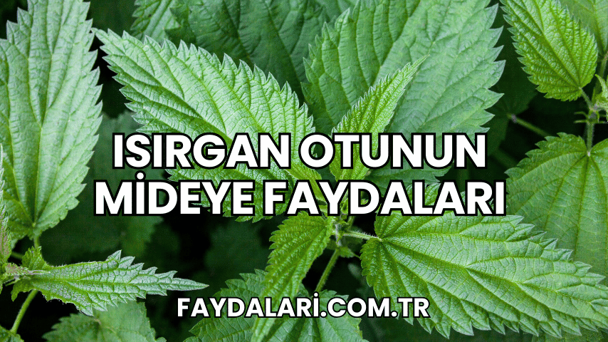 Isırgan Otunun Mideye Faydaları