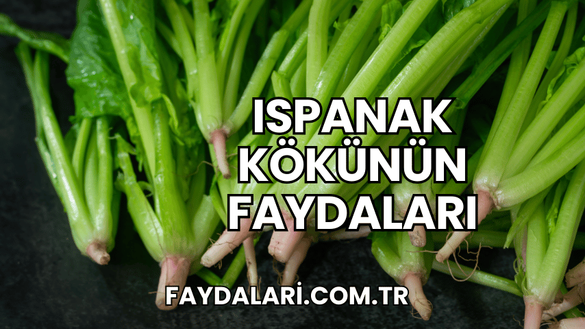 Ispanak Kökünün Faydaları