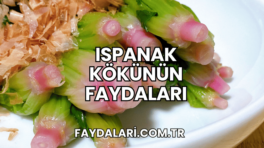 Ispanak Kökünün Faydaları