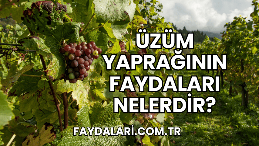 Üzüm Yaprağının Faydaları Nelerdir?