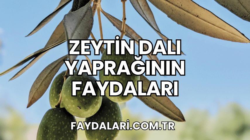 Zeytin Dalı Yaprağının Faydaları