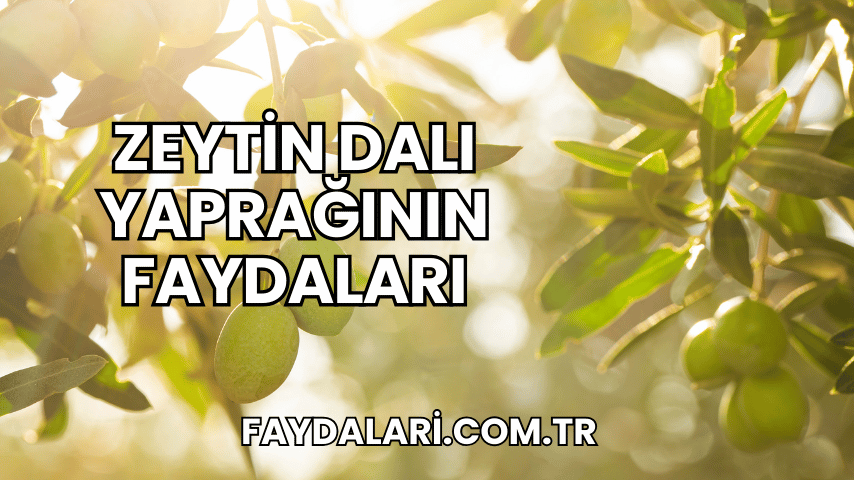 Zeytin Dalı Yaprağının Faydaları