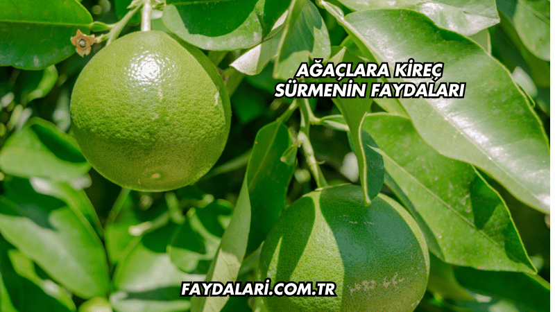 Ağaçlara Kireç Sürmenin Faydaları