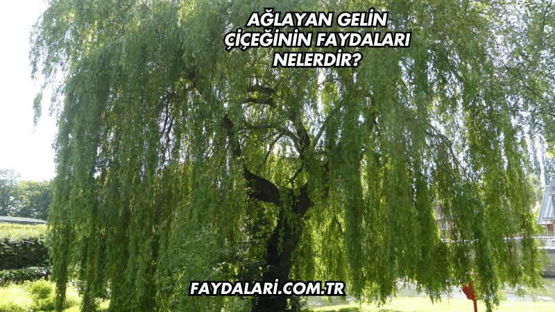 Ağlayan Gelin Çiçeğinin Faydaları Nelerdir?