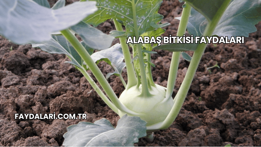 Alabaş Bitkisi Faydaları