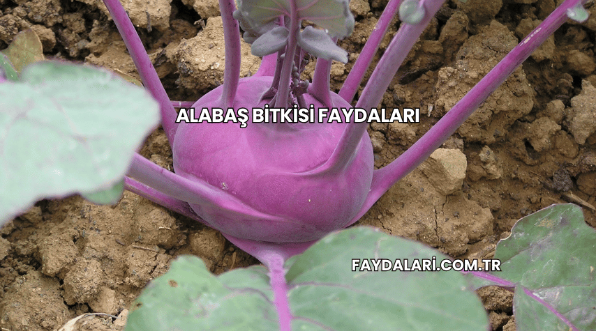 Alabaş Bitkisi Faydaları