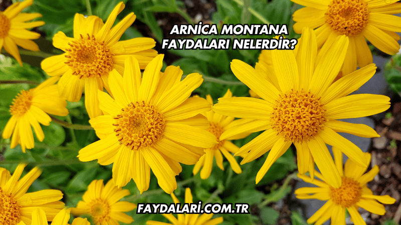 Arnica Montana Faydaları Nelerdir?