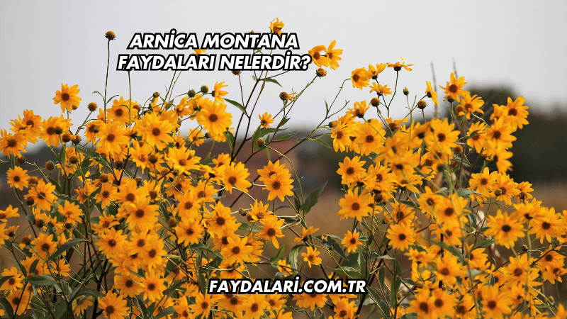 Arnica Montana Faydaları Nelerdir?