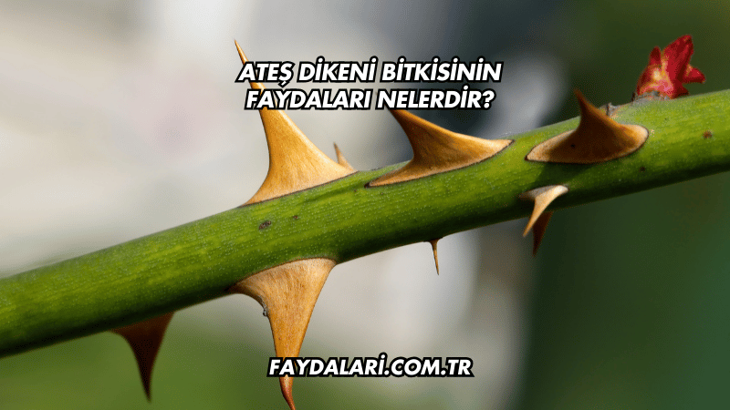 Ateş Dikeni Bitkisinin Faydaları Nelerdir?