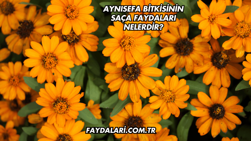 Aynısefa Bitkisinin Saça Faydaları Nelerdir?